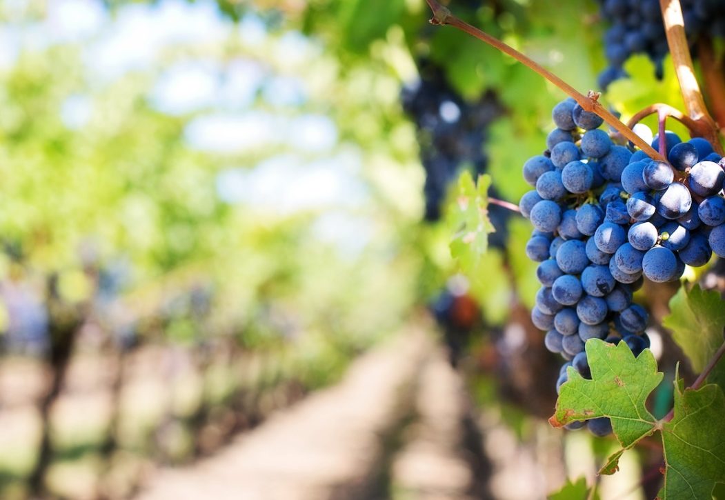 Goût & Région à la Fête des Vendanges de Neuchâtel