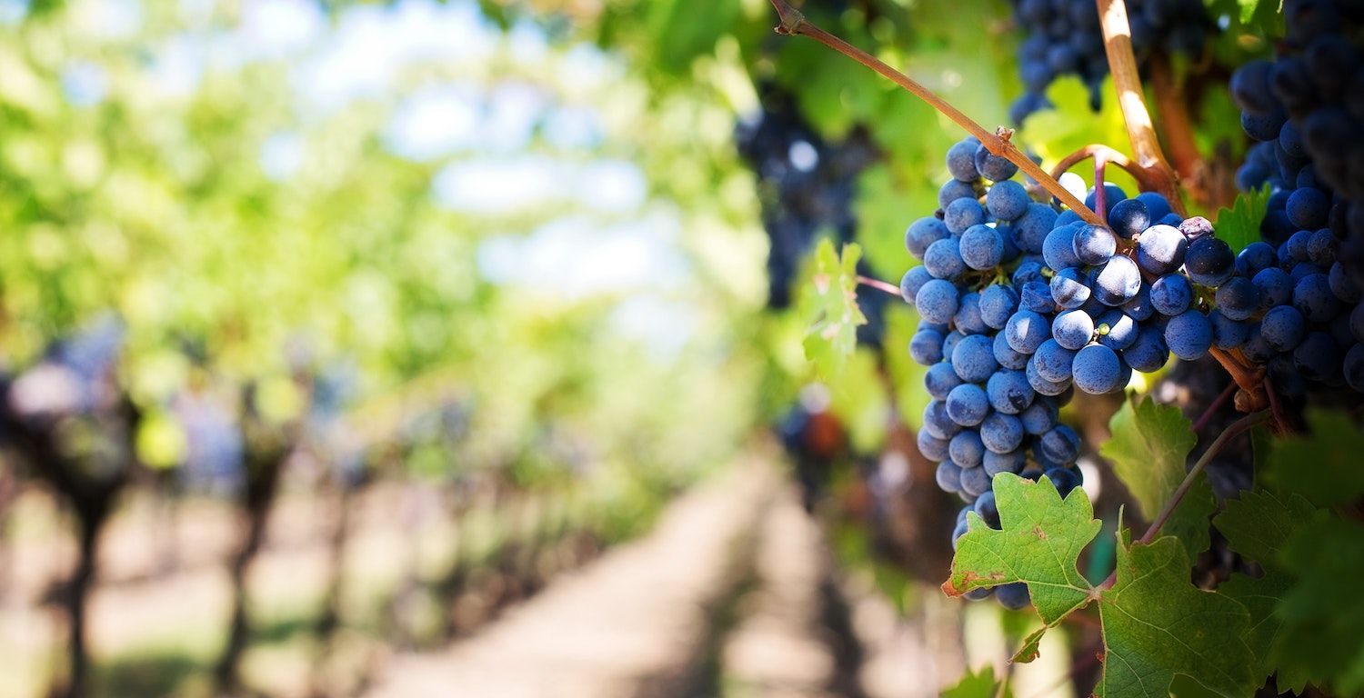 Goût & Région à la Fête des Vendanges de Neuchâtel
